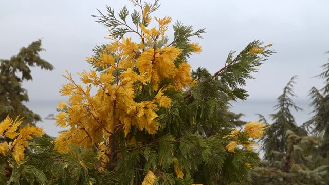 Chamaecyparis with green and yellow needles. Yalta Crimea
