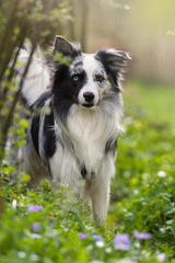 Border Collie im Garten