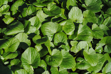 Green leaves