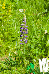 Wild Lupin flowers on stem just before full blossom, close-up, selective focus, shallow DOF