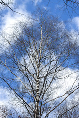 Fototapeta na wymiar Spring natural background, birch tree