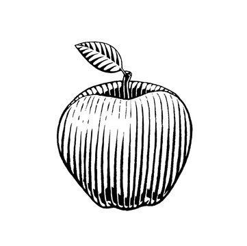 Vectorized Ink Sketch of an Apple