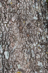 Tree bark texture for background