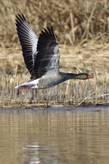 Graugans im Frühjahr während der Balz und Revierverteidigung