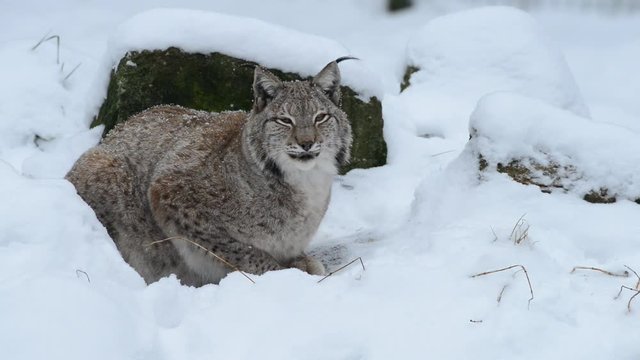 Europ&auml;ischer Luchs im Winter