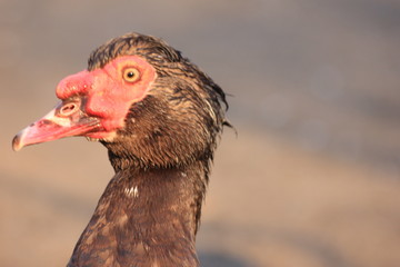 rustic duck on sunset, the sun