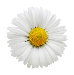 Daisy