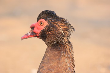 rustic duck on sunset, the sun