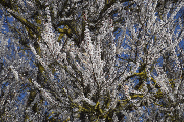 Spring flowering trees. Pollination of flowers of apricot. Bloom