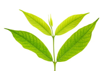 Fototapeta premium green leaf isolated on a white background 