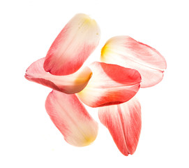 Fototapeta na wymiar Six petals of a pink tulip on the skylight.