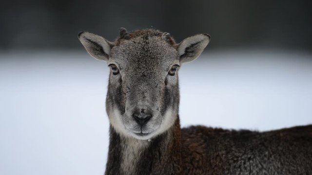 Mufflon, Muffelwild, Muffelschaf im Winter