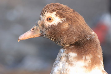 rustic duck on sunset, the sun
