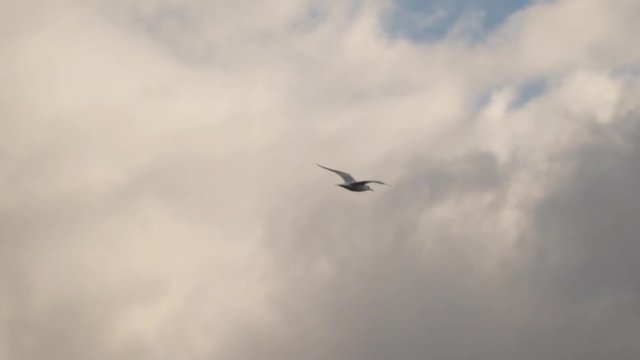 Seagull flying against the cloudy sky background Slow motion,high speed camera 120 fps