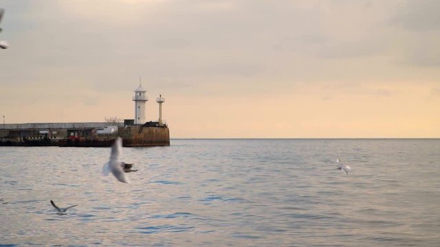 Seagulls fly against the background of the evening sky. Yalta Crimea. Slow motion,high speed camera 120 fps