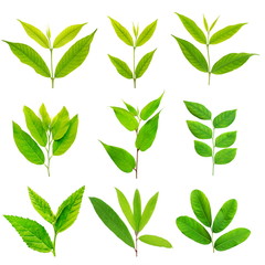 The collection of green leaf set isolated on white background