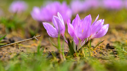 Fototapeta premium mor bahar çiçekleri