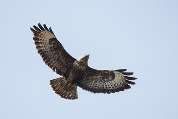 Common Buzzard, Buteo buteo