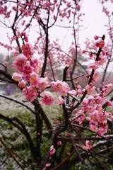 Pink flower blooms of the Japanese ume apricot tree, prunus mume, in the snow