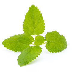 Fresh mint leaves isolated on white background.