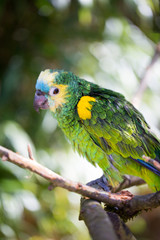 Parrot portrait of bird. Wildlife scene from tropic nature.