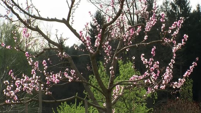Der Pfirsichbaum beginnt zu bl&uuml;hen (Totale)