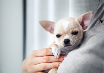 chihuahua puppy in the hands of a girl with a nice manicure.