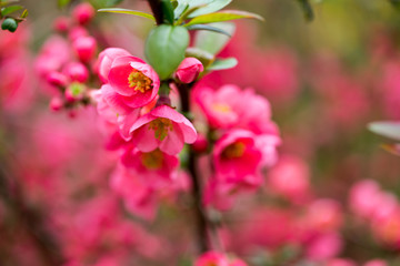 Cherry blossom in spring for background.