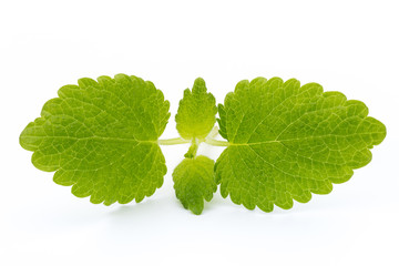 Fresh mint leaves isolated on white background. © gitusik