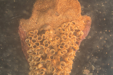 Microsporophyll of cycas under the Stereo microscope view for education in laboratory.(soft focus...