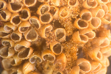 Microsporophyll of cycas under the Stereo microscope view for education in laboratory.(soft focus and have Grain/Noise)