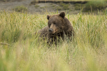 Brown bear in meadow in Alaska