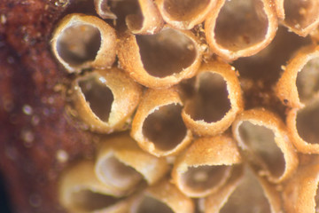 Microsporophyll of cycas under the Stereo microscope view for education in laboratory.(soft focus...