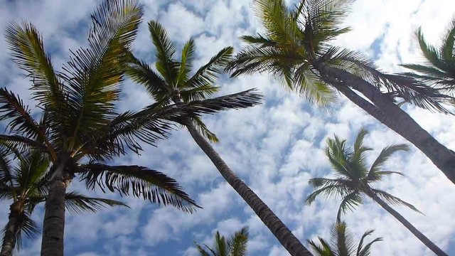 Tropical palm trees blowing in the wind and clouds passing by.