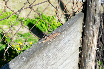 lizard Lacerta viridis on a wooden board