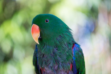 Parrot portrait of bird. Wildlife scene from tropic nature.