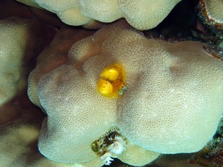 Christmas tree worms in the Red Sea 