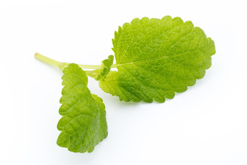 Fresh mint leaves isolated on white background. © gitusik