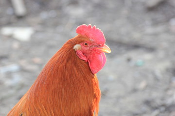 red rustic pituh on a walk