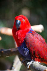 Parrot portrait of bird. Wildlife scene from tropic nature.