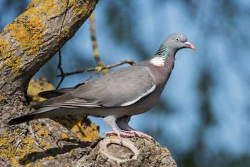 Common Wood Pigeon, Wood Pigeon, Columba palumbus