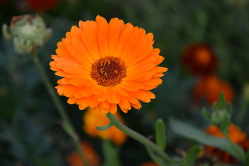 Medicinal Flower of Calendula (Calendula officinalis) on a blurred background.