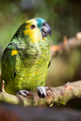 Parrot portrait of bird. Wildlife scene from tropic nature.