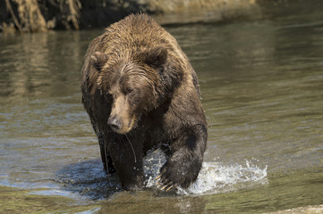 Obraz na płótnie Canvas Brown bear fishing for salmon in creek in Alaska