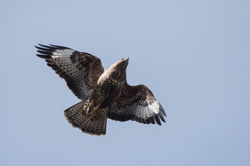 Common Buzzard, Buteo buteo