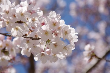 さくら