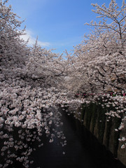 Sakura - Cherry blossom at Nakameguro, Japan