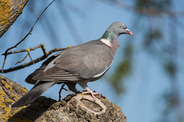 Common Wood Pigeon, Wood Pigeon, Columba palumbus