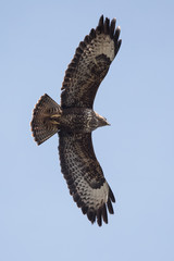 Common Buzzard, Buteo buteo