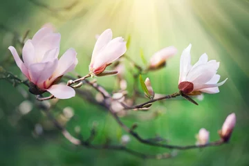Gardinen Spring magnolia blossom background. Beautiful nature scene with blooming magnolia © Subbotina Anna